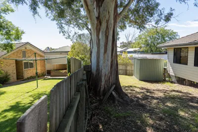 Boundary tree growing on a shared fence line in Gold Coast