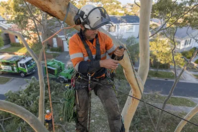 Qualified arborist working a two rope climbing system on a coastal eucalyptus on the Gold Coast