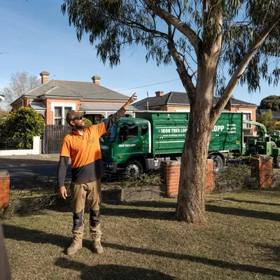 Tree Removal pricing in Gold Coast