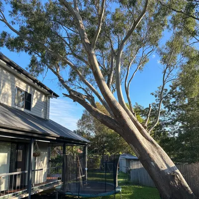 Before: Strangler fig over a Burleigh Heads pool, Gold Coast