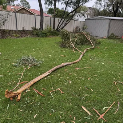 Before: Ex-cyclone cleanup, fallen paperbark, Gold Coast