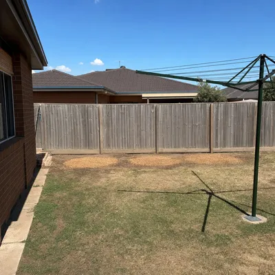 After: Hoop pine off a Springbrook hillside, Gold Coast