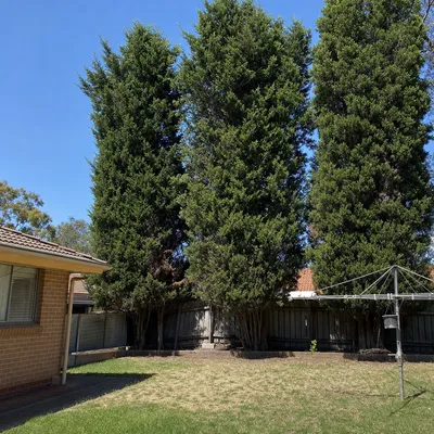 Before: Hoop pine off a Springbrook hillside, Gold Coast
