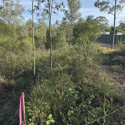 Before: Acreage clearing for a Currumbin Valley build permit, Gold Coast