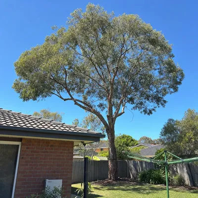 After: Crown reduction over a Coolangatta roofline, Gold Coast