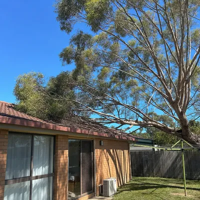 Before: Crown reduction over a Coolangatta roofline, Gold Coast