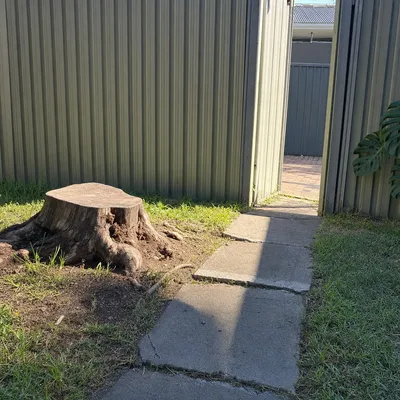Before: Tight access stump grind, Mermaid Beach, Gold Coast