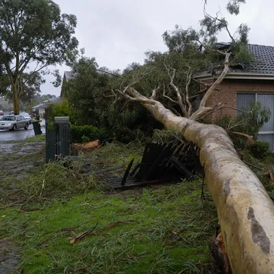 Emergency Tree Services services in Gold Coast by local qualified arborists