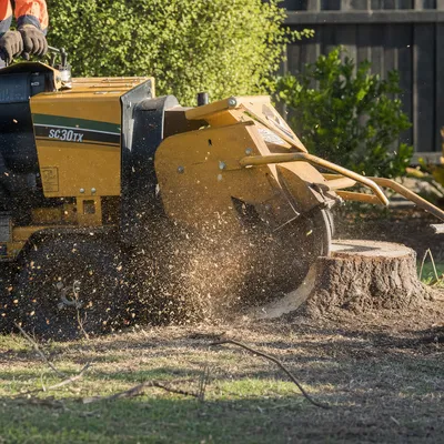 Stump Grinding services in Gold Coast by local qualified arborists